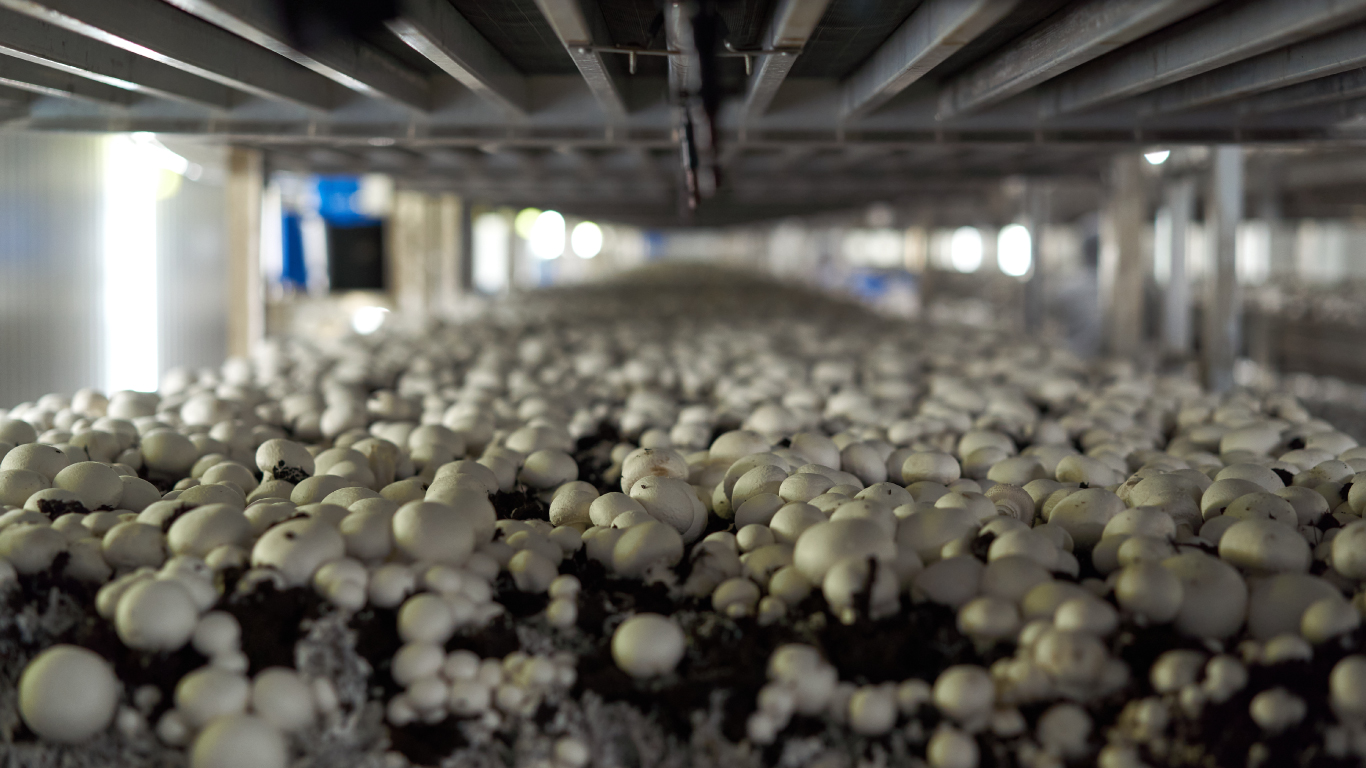 Mushrooms: We are growing more but eating less - Statistics Canada