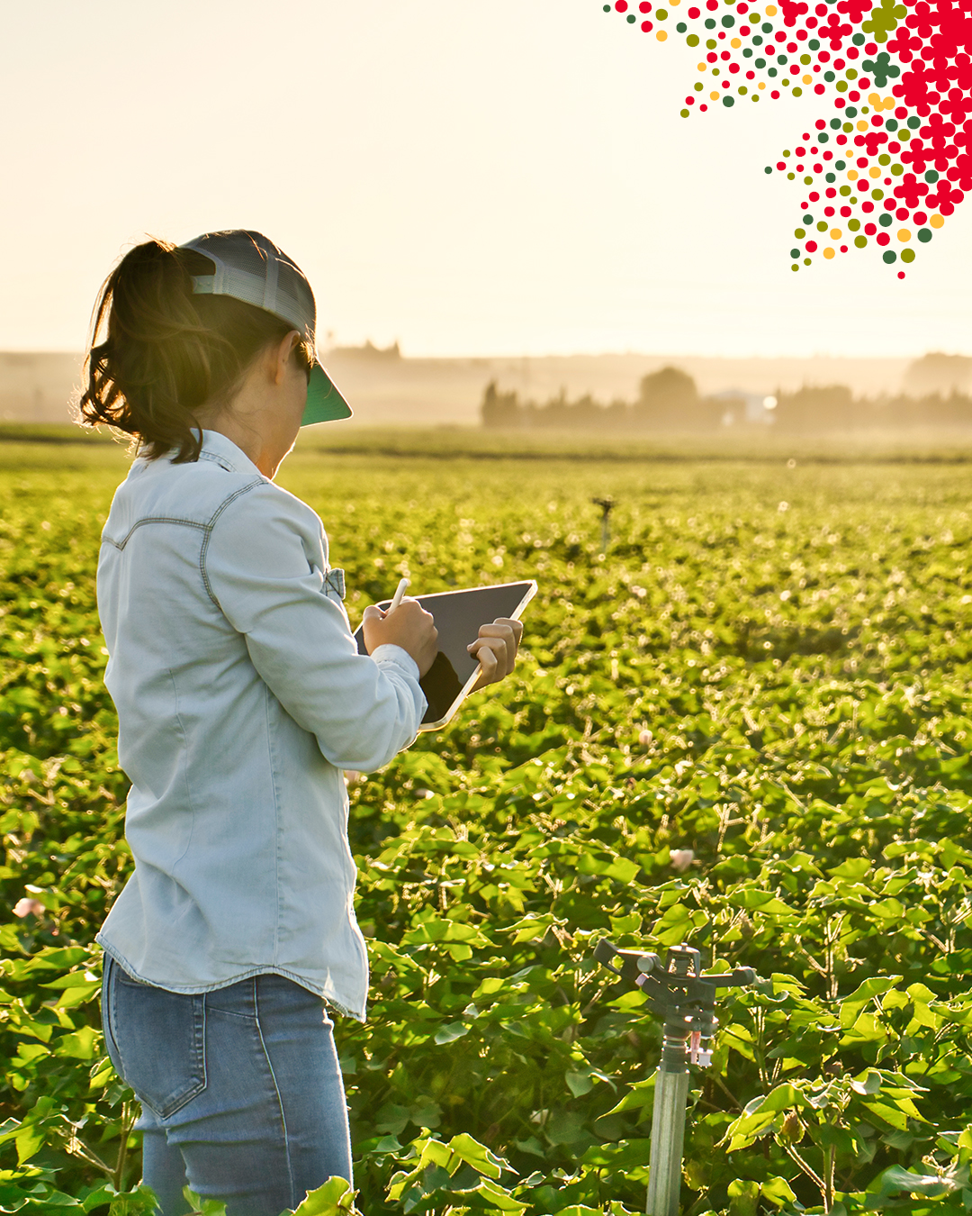 Photos d'une personne prenant des notes sur une tablette dans un champ.